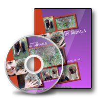 DVD Music Disc Covers